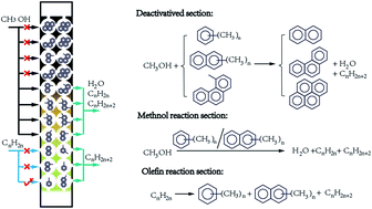 Graphical abstract: Evolution of confined species and their effects on catalyst deactivation and olefin selectivity in SAPO-34 catalyzed MTO process