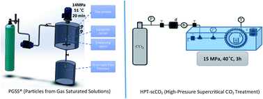 Graphical abstract: Formulation of pea protein for increased satiety and improved foaming properties