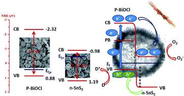 Graphical abstract: BiOCl/SnS2 hollow spheres for the photocatalytic degradation of waste water