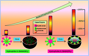 Graphical abstract: Self-assembled lipase nanosphere templated one-pot biogenic synthesis of silica hollow spheres in ionic liquid [Bmim][PF6]