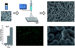 Graphical abstract: Fabrication and characterization of PCL/CaCO3 electrospun composite membrane for bone repair