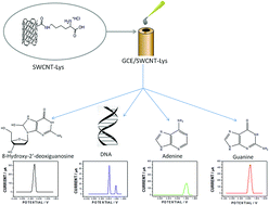 Graphical abstract: Electrochemical sensing of guanine, adenine and 8-hydroxy-2′-deoxyguanosine at glassy carbon modified with single-walled carbon nanotubes covalently functionalized with lysine