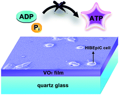 Graphical abstract: The potential cytotoxicity and mechanism of VO2 thin films for intelligent thermochromic windows