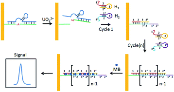 Graphical abstract: Ultrasensitive electrochemical detection of UO22+ based on DNAzyme and isothermal enzyme-free amplification