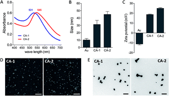 Graphical abstract: Gold nanoparticles make chitosan–streptomycin conjugates effective towards Gram-negative bacterial biofilm