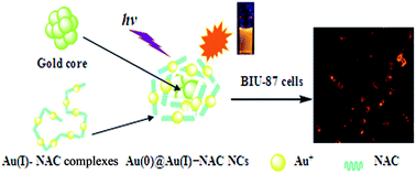 Graphical abstract: Facile one-pot synthesis of Au(0)@Au(i)–NAC core–shell nanoclusters with orange-yellow luminescence for cancer cell imaging