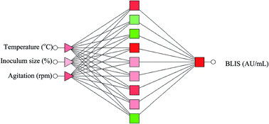 Graphical abstract: Enhancement of BLIS production by Pediococcus acidilactici kp10 in optimized fermentation conditions using an artificial neural network