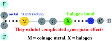 Graphical abstract: Complicated synergistic effects between metal–π interaction and halogen bonding involving MCCX
