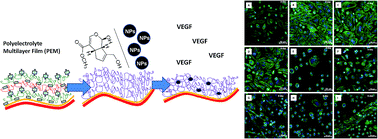 Graphical abstract: Polyelectrolyte multilayer film modification for chemo-mechano-regulation of endothelial cell response