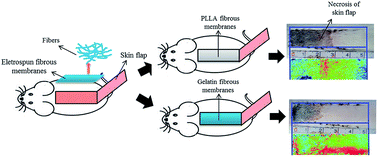 Graphical abstract: Two-dimensional electrospun nanofibrous membranes for promoting random skin flap survival