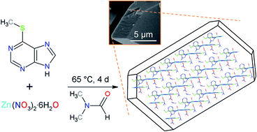 Graphical abstract: Synthesis, structure and characterization of a layered coordination polymer based on Zn(ii) and 6-(methylmercapto)purine