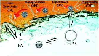 Graphical abstract: Direct reuse of Cu-laden wastewater for non-edible oil hydrolysis: basic mechanism of metal extraction and fatty acid production