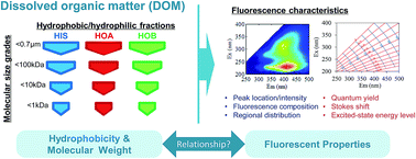 Graphical abstract: Fluorescence properties of dissolved organic matter as a function of hydrophobicity and molecular weight: case studies from two membrane bioreactors and an oxidation ditch