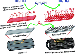 Graphical abstract: Hierarchical zinc oxide nano-tips and micro-rods: hydrothermal synthesis and improved chemi-resistive response towards ethanol
