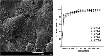 Graphical abstract: Effects of pH on the alginate dialdehyde (ADA)-crosslinking of natural biological tissues and in vitro study of the endothelial cell compatibility of ADA-crosslinked biological tissues