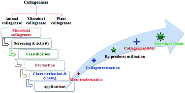 Graphical abstract: Microbial collagenases: challenges and prospects in production and potential applications in food and nutrition