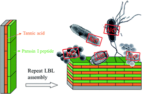 Graphical abstract: Tannic acid anchored layer-by-layer covalent deposition of parasin I peptide for antifouling and antimicrobial coatings