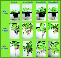 Graphical abstract: Enhancement in growth rate and productivity of spinach grown in hydroponics with iron oxide nanoparticles