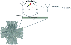 Graphical abstract: Single-crystalline rutile TiO2 nano-flower hierarchical structures for enhanced photocatalytic selective oxidation from amine to imine