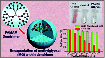 Graphical abstract: Biological activity of dendrimer–methylglyoxal complexes for improved therapeutic efficacy against malignant cells