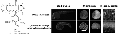 Graphical abstract: Aryldihydronaphthalene-type lignans from Bursera fagaroides var. fagaroides and their antimitotic mechanism of action