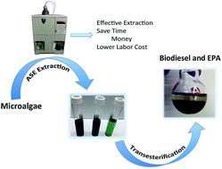 Graphical abstract: Efficient lipid extraction and quantification of fatty acids from algal biomass using accelerated solvent extraction (ASE)
