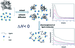 Graphical abstract: Thermodynamic screening of lignin dissolution in 1-butyl-3-methylimidazolium acetate–water mixtures