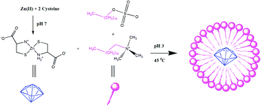 Graphical abstract: Nano-micellar Zn(Cys)2 complex mimics the chloroperoxidase active site