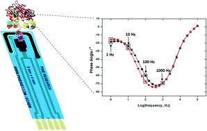 Graphical abstract: Single frequency analysis for clinical immunosensor design