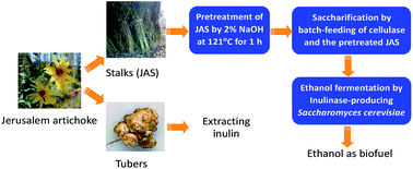 Graphical abstract: Fed-batch saccharification and ethanol fermentation of Jerusalem artichoke stalks by an inulinase producing Saccharomyces cerevisiae MK01