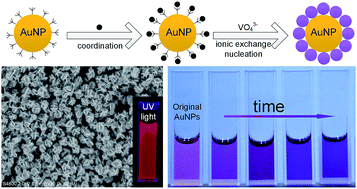 Graphical abstract: Facile synthesis of flower-shaped Au/GdVO4:Eu core/shell nanoparticles by using citrate as stabilizer and complexing agent