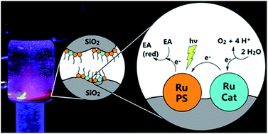 Graphical abstract: Immobilisation of water-oxidising amphiphilic ruthenium complexes on unmodified silica gel
