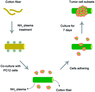 Graphical abstract: Enrichment of cancer stem cells by cotton fiber