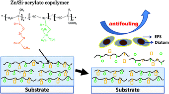 Graphical abstract: Synthesis of hybrid zinc/silyl acrylate copolymers and their surface properties in the microfouling stage