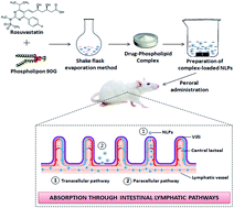 Graphical abstract: Improved intestinal lymphatic drug targeting via phospholipid complex-loaded nanolipospheres of rosuvastatin calcium