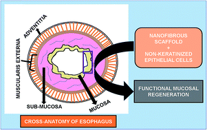 Graphical abstract: Fabrication and investigation of nanofibrous matrices as esophageal tissue scaffolds using human non-keratinized, stratified, squamous epithelial cells