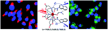 Graphical abstract: Photocytotoxic luminescent lanthanide complexes of DTPA–bisamide using quinoline as photosensitizer
