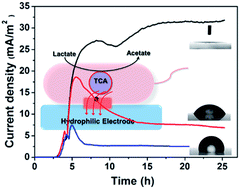 Graphical abstract: Hydrophilicity boosted extracellular electron transfer in Shewanella loihica PV-4