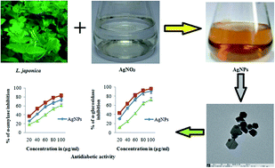 Graphical abstract: Antidiabetic activity of silver nanoparticles from green synthesis using Lonicera japonica leaf extract