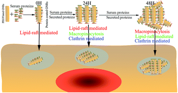 Graphical abstract: Time evolution and dynamic cellular uptake of PEGYlated gold nanorods