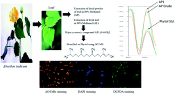 Graphical abstract: Extraction and purification of phytol from Abutilon indicum: cytotoxic and apoptotic activity