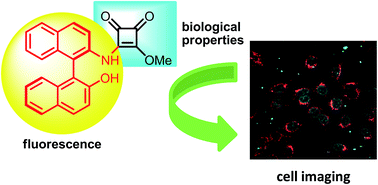 Graphical abstract: Synthesis of luminescent squaramide monoesters: cytotoxicity and cell imaging studies in HeLa cells