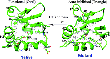 Graphical abstract: Structural transition of ETS1 from an auto-inhibited to functional state upon association with the p16INK4a native and mutated promoter region