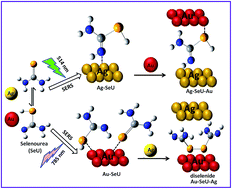 Graphical abstract: Metal nanoparticle catalyzed charge rearrangement in selenourea probed by surface-enhanced Raman scattering