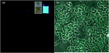 Graphical abstract: Synthesis of fluorescent nitrogen-doped carbon dots from dried shrimps for cell imaging and boldine drug delivery system