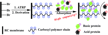 Graphical abstract: Protein adsorption by a high-capacity cation-exchange membrane prepared via surface-initiated atom transfer radical polymerization