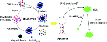 Graphical abstract: Selection, identification, and characterization of aptamers for pro-gastrin-releasing peptide (31–98), a tumor marker for small cell lung cancer