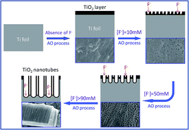 Graphical abstract: Fluoride concentration controlled TiO2 nanotubes: the interplay of microstructure and photocatalytic performance