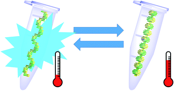 Graphical abstract: Development of a visible nanothermometer with a highly emissive 2′-O-methylated guanosine analogue