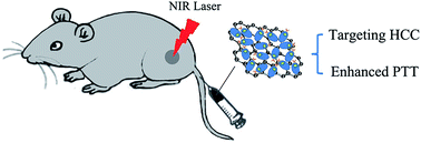 Graphical abstract: Multifunctional human serum albumin-modified reduced graphene oxide for targeted photothermal therapy of hepatocellular carcinoma